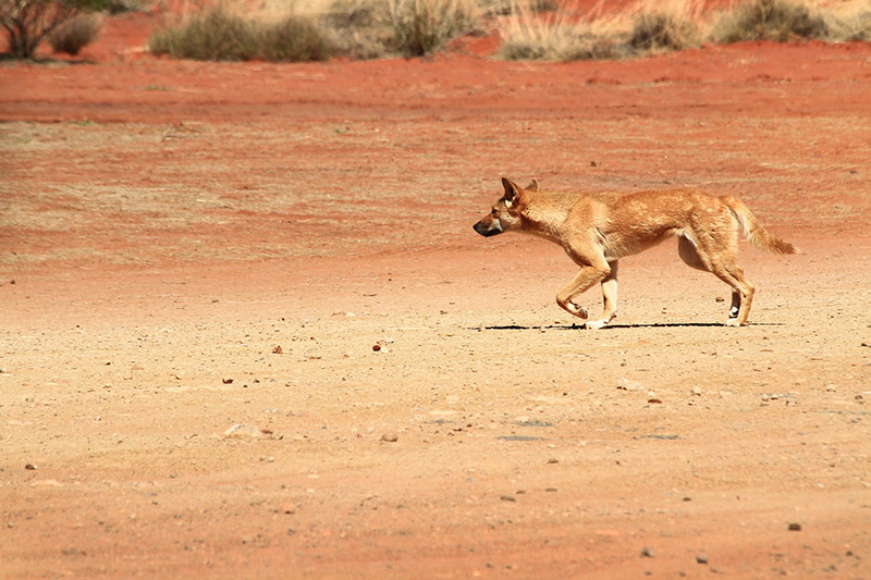 kata-tjuta-5